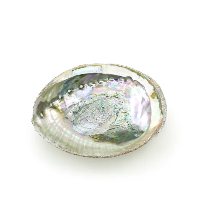 Earrings Prabhujis Gifts Burner Abalone shell large 5 65