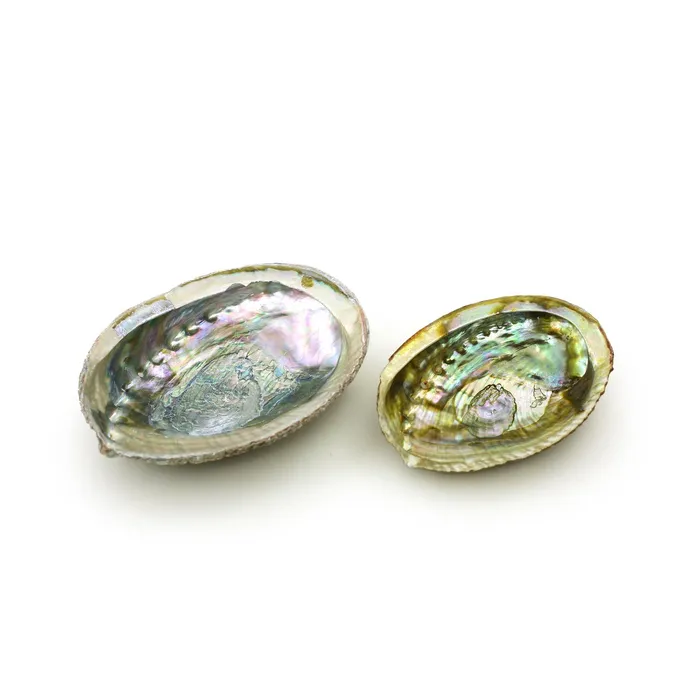 Earrings Prabhujis Gifts Burner Abalone shell large 5 65